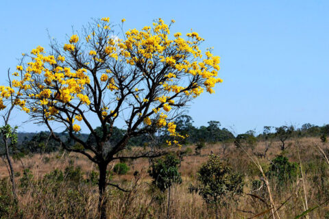 Avanço do agronegócio no Cerrado impulsiona riqueza e agrava crise ambiental