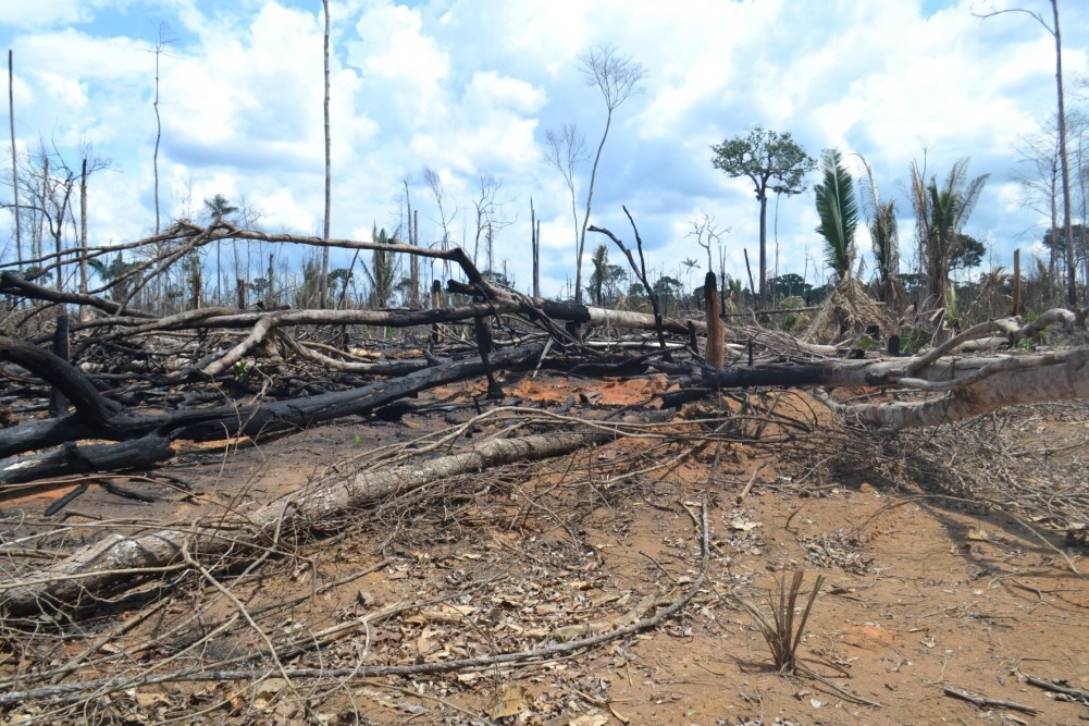Fronteira emergente de desmatamento no sudoeste do Amazonas registra aumento de inc&ecirc;ndios, revela estudo