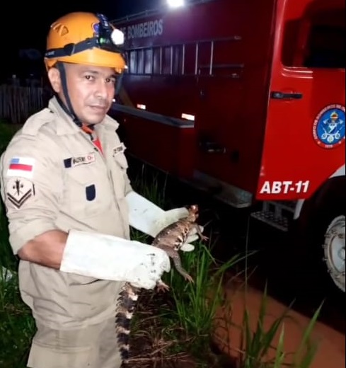 Bombeiros capturam filhote de jacaré em Manacapuru