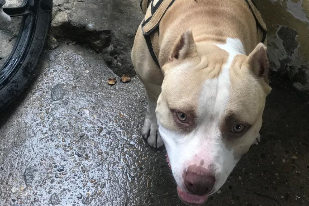Homem que matou pitbull do vizinho a facadas &eacute; solto ap&oacute;s pagar fian&ccedil;a 