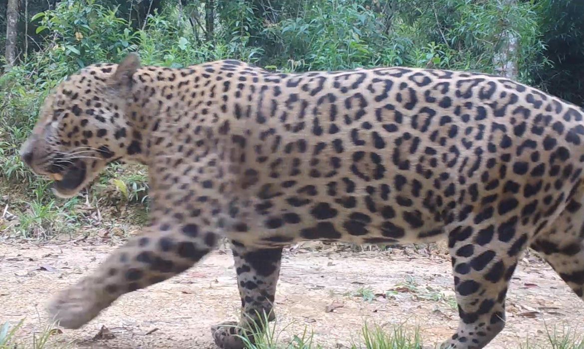 Pesquisadores monitoram comportamento de on&ccedil;as na Amaz&ocirc;nia