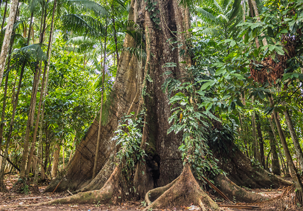 O Parque dos Sentidos da Amazônia O Parque dos Sentidos da Amazônia