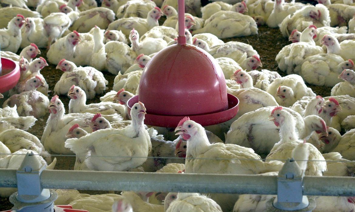 Brasil tem primeiro caso suspeito de gripe avi&aacute;ria em humano