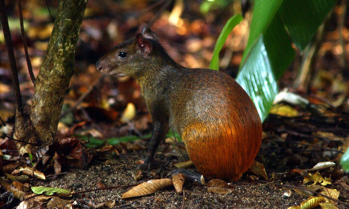 Projeto catalogará toda a diversidade da vida no território brasileiro Projeto catalogará toda a diversidade da vida no território brasileiro