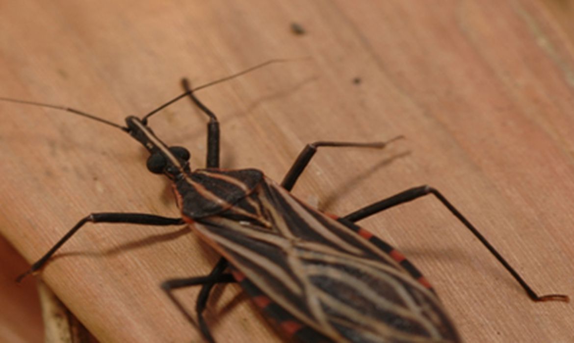 Variante genética protege indígena da Amazônia contra doença de Chagas Variante genética protege indígena da Amazônia contra doença de Chagas