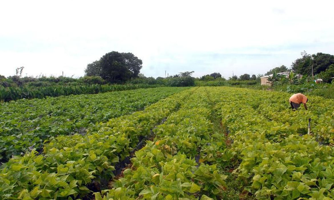 CMN eleva limites de financiamento para a agricultura familiar CMN eleva limites de financiamento para a agricultura familiar