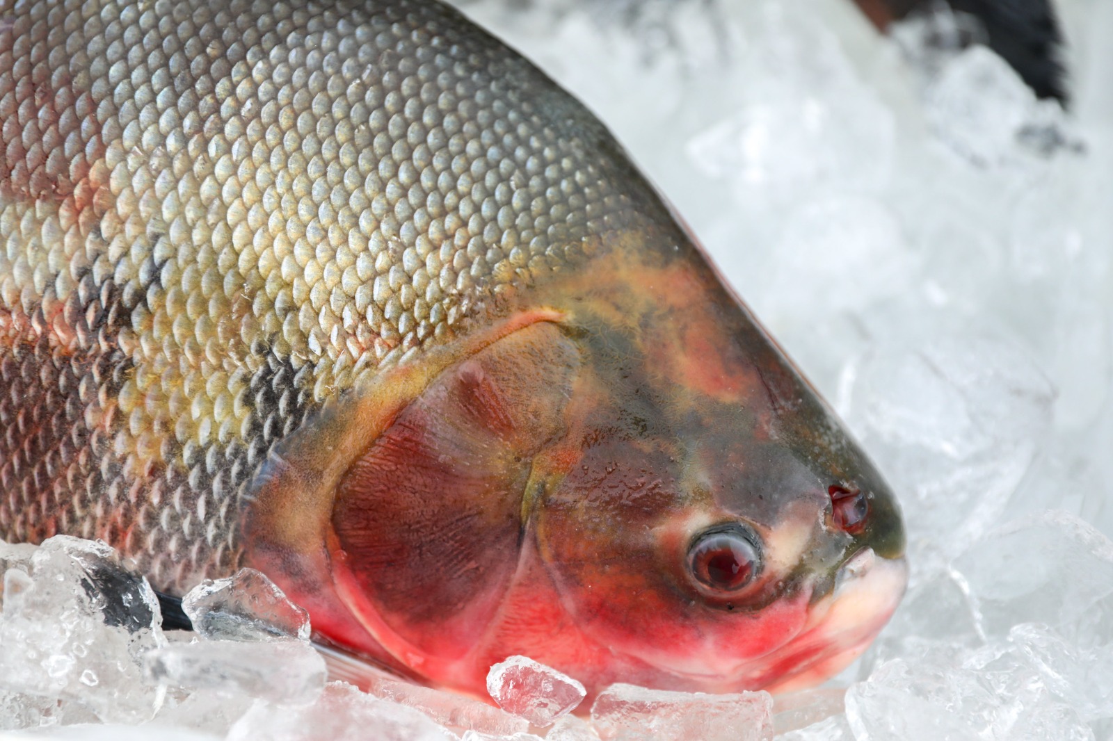 Saiba que cuidados tomar na hora de comprar pescado para a Semana Santa Saiba que cuidados tomar na hora de comprar pescado para a Semana Santa