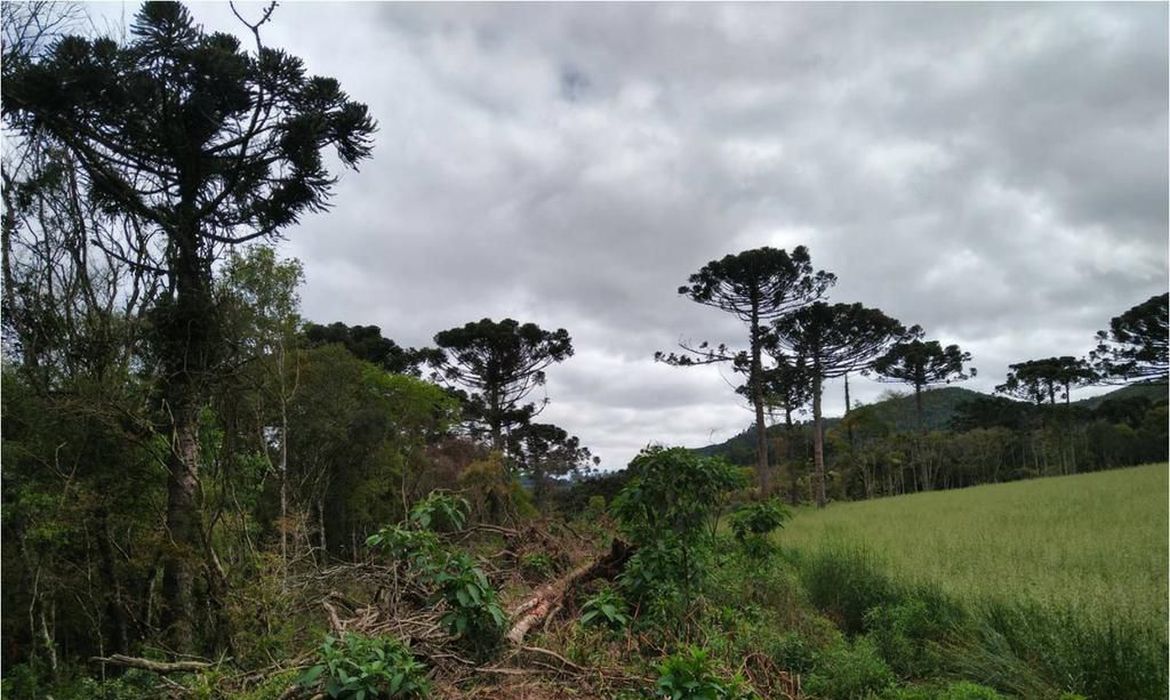 Desmatamento em terras indígenas provocou emissão de CO2 na Amazônia Desmatamento em terras indígenas provocou emissão de CO2 na Amazônia