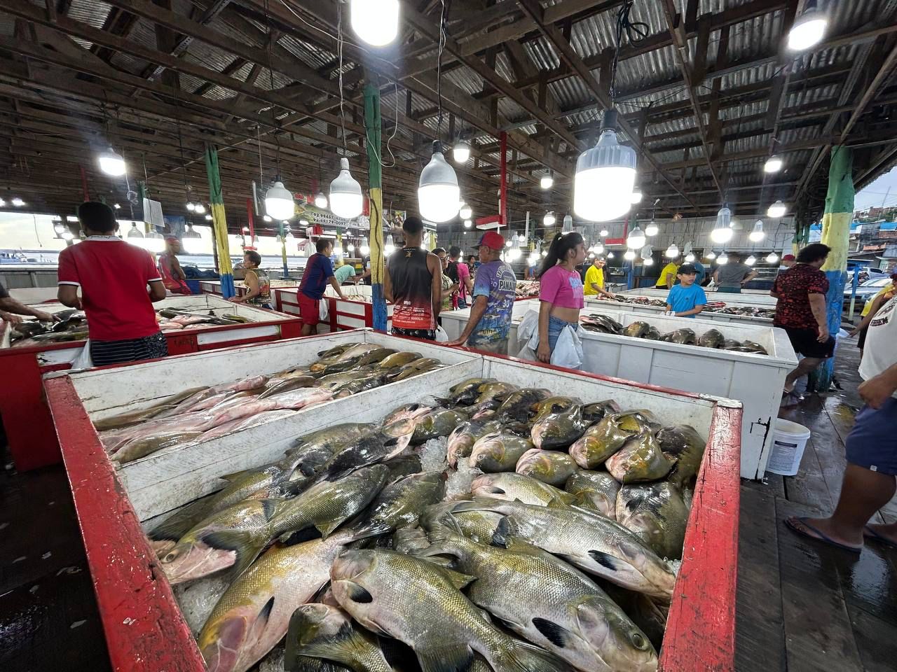 Prefeitura intensifica fiscalização nas feiras de pescado em Manaus Prefeitura intensifica fiscalização nas feiras de pescado em Manaus
