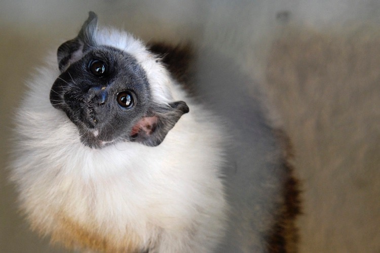 Justiça anula doação de área do Ibama destinada à soltura de animais silvestres em Manaus Justiça anula doação de área do Ibama destinada à soltura de animais silvestres em Manaus