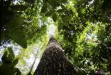 Instituto lança edital para projetos que protejam a Amazônia