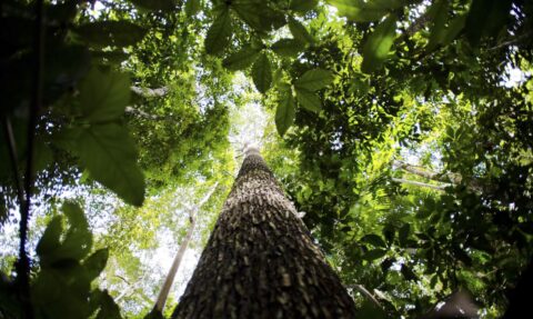 Instituto lança edital para projetos que protejam a Amazônia
