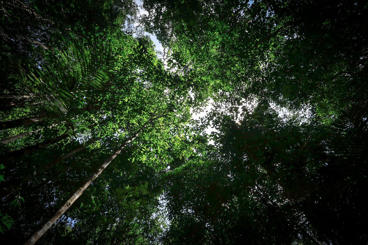 Amazonas captou mais de R$ 75 milhões para projetos ambientais nos primeiros 100 dias de governo Amazonas captou mais de R$ 75 milhões para projetos ambientais nos primeiros 100 dias de governo