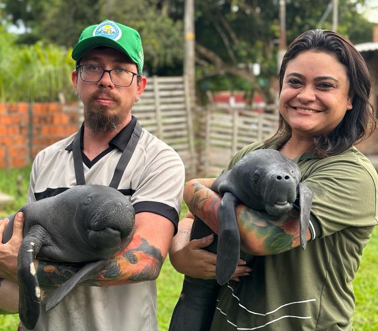 Dois filhotes de peixe-boi s&atilde;o resgatados em Parintins
