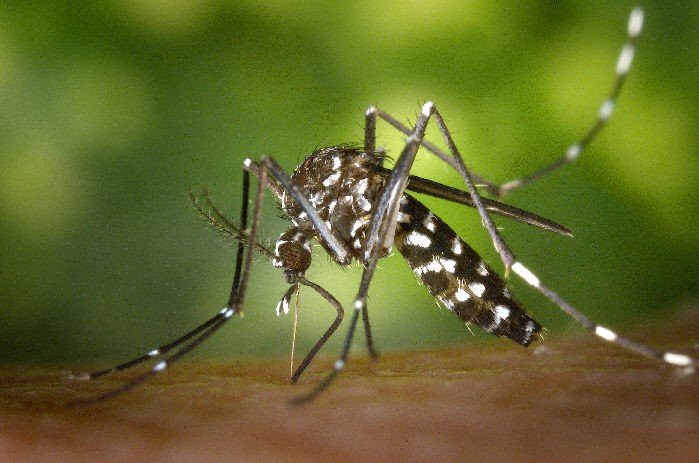 Alerta: sorotipo 3 da dengue ressurge ap&oacute;s 15 anos sem epidemia