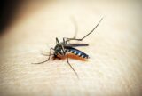 Chikungunya em crianças e adolescentes pode causar sequelas, aponta estudo
