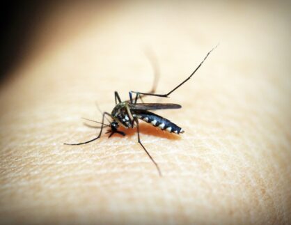 Chikungunya em crianças e adolescentes pode causar sequelas, aponta estudo
