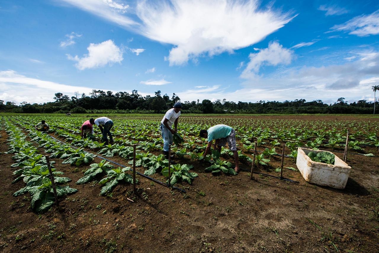 Especialista explica particularidades do solo para cultivo de alimentos no Amazonas Especialista explica particularidades do solo para cultivo de alimentos no Amazonas