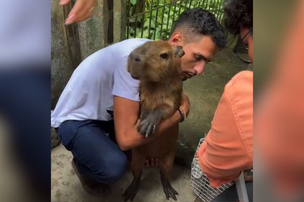 Justiça devolve capivara Filó a influencer do AM