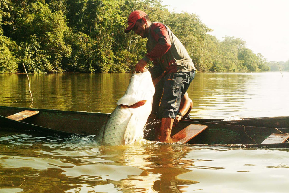 Inscrições do subsídio a pescadores do pirarucu manejado terminam em 28/8 Inscrições do subsídio a pescadores do pirarucu manejado terminam em 28/8