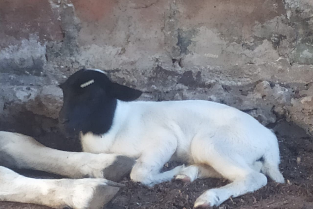 Ovelhinha rar&iacute;ssima de alto valor gen&eacute;tico &eacute; furtada no bairro Raiz