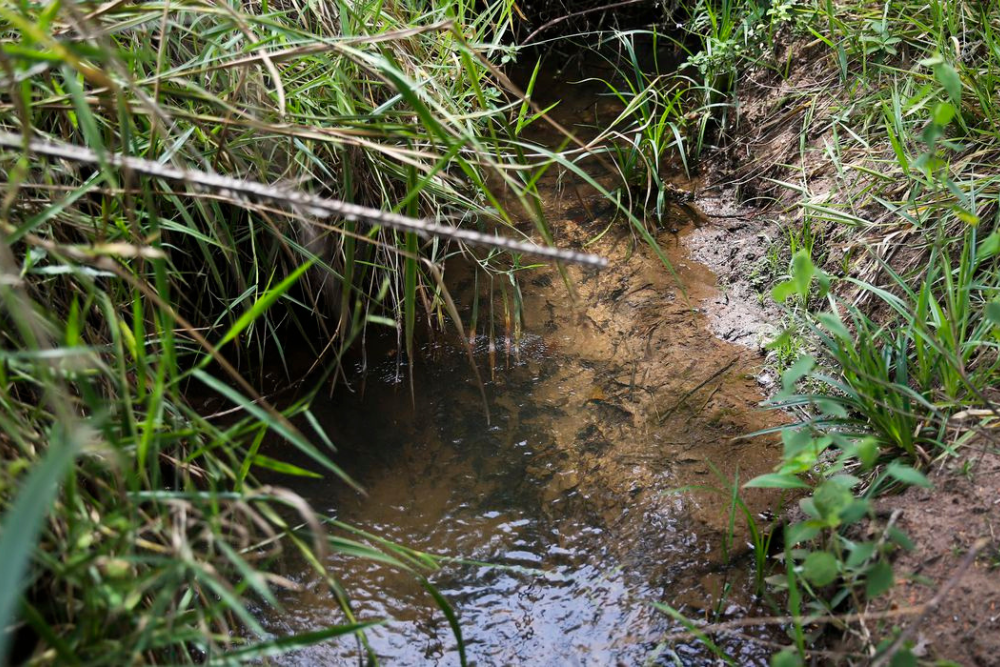 Lei inclui recupera&ccedil;&atilde;o de nascentes na legisla&ccedil;&atilde;o ambiental