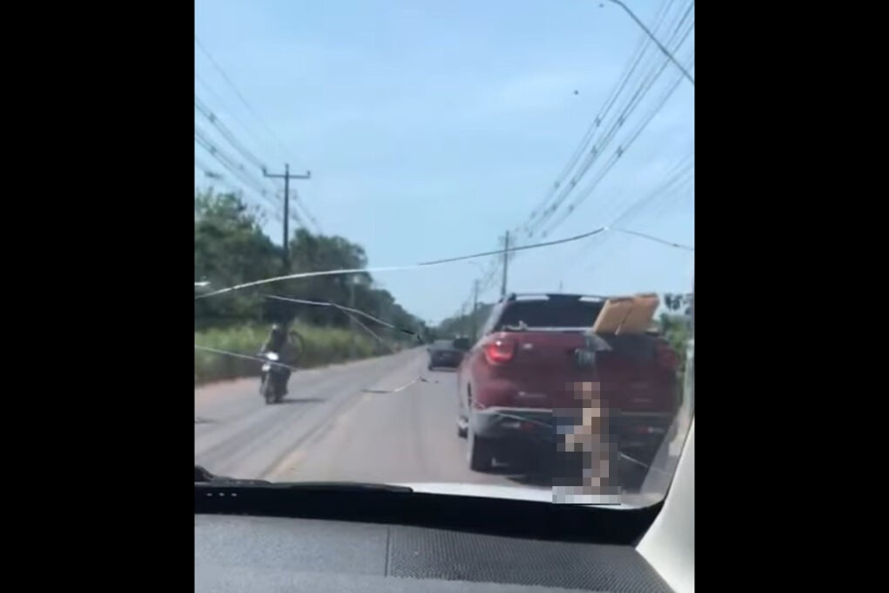 Cadela fica pendurada em caminhonete e morre enforcada na AM-010 Cadela fica pendurada em caminhonete e morre enforcada na AM-010
