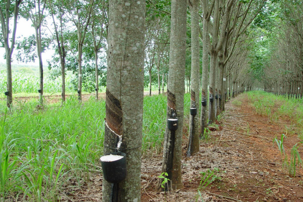 ADS destaca a&ccedil;&otilde;es que incentivam a preserva&ccedil;&atilde;o ambiental da floresta amaz&ocirc;nica