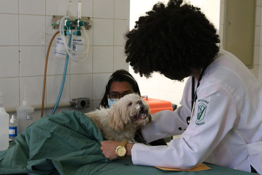 Nilton Lins e Ifam lançam 1º curso de Mestrado em Ciências Veterinárias do AM Nilton Lins e Ifam lançam 1º curso de Mestrado em Ciências Veterinárias do AM