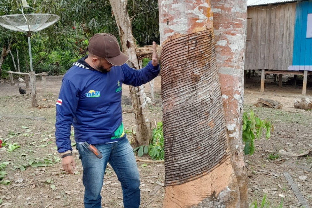 Idam prepara seringueiros para alavancar extra&ccedil;&atilde;o da borracha em Pauini