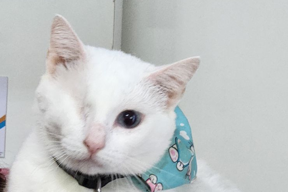 Especialista d&aacute; dicas sobre cuidados com gatos com defici&ecirc;ncia