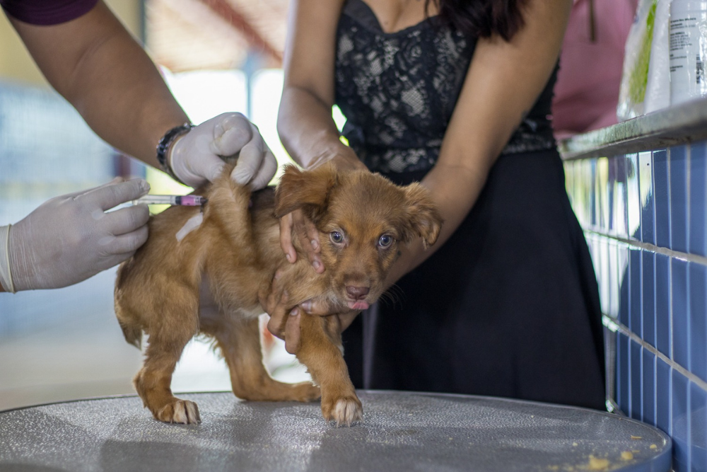 Ação social realiza serviços para pets na Cidade Nova; veja como participar Ação social realiza serviços para pets na Cidade Nova; veja como participar