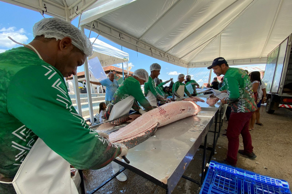 Povo indígena do Vale do Javari vai a torneio para apresentar pirarucu de manejo Povo indígena do Vale do Javari vai a torneio para apresentar pirarucu de manejo