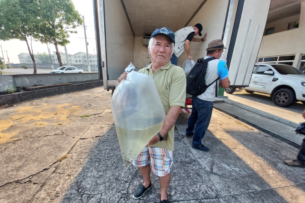 Piscicultores de três municípios do Amazonas recebem doação de 42 mil alevinos Piscicultores de três municípios do Amazonas recebem doação de 42 mil alevinos
