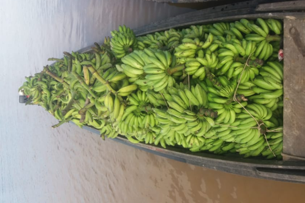 Idam celebra produção de mais de 5,6 milhões de cachos de banana no AM Idam celebra produção de mais de 5,6 milhões de cachos de banana no AM