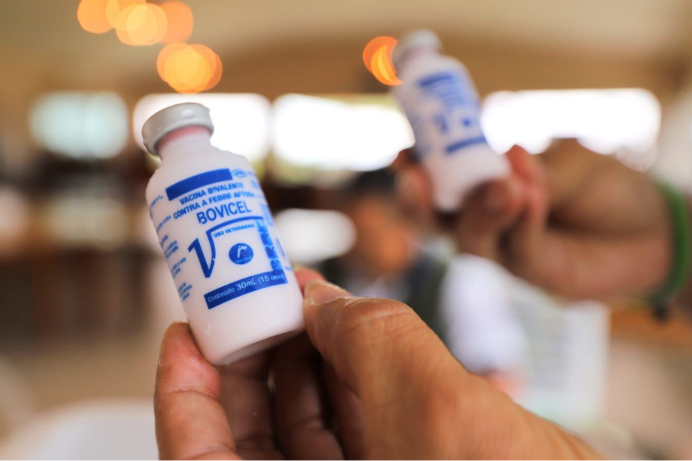 Febre aftosa: produtores t&ecirc;m at&eacute; sexta-feira para notificar vacina&ccedil;&atilde;o