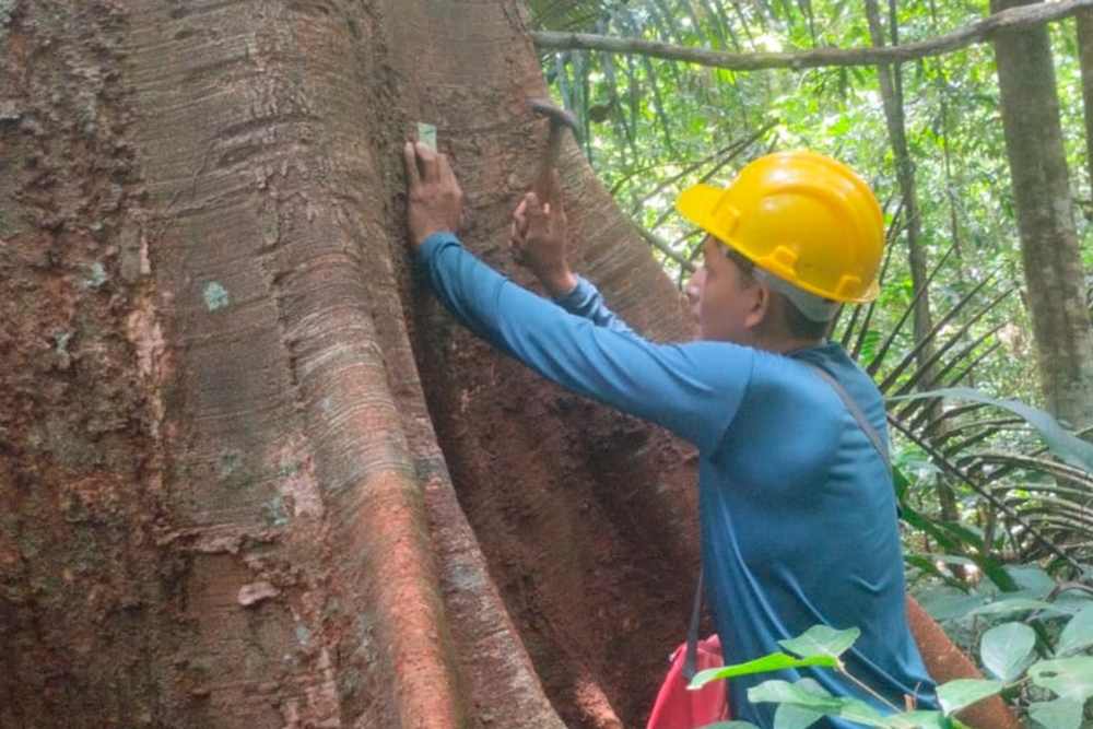 Projeto de Manejo Florestal Sustent&aacute;vel inicia em Nova Olinda do Norte e Canutama