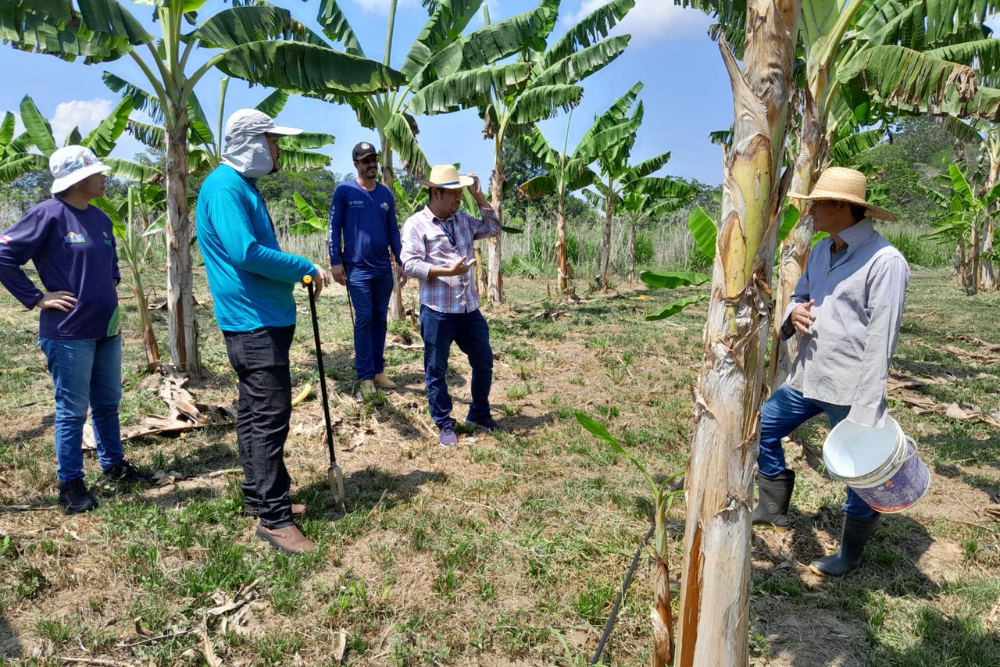 Unidade demonstrativa de guaraná vai estimular produção do fruto em Manacapuru Unidade demonstrativa de guaraná vai estimular produção do fruto em Manacapuru