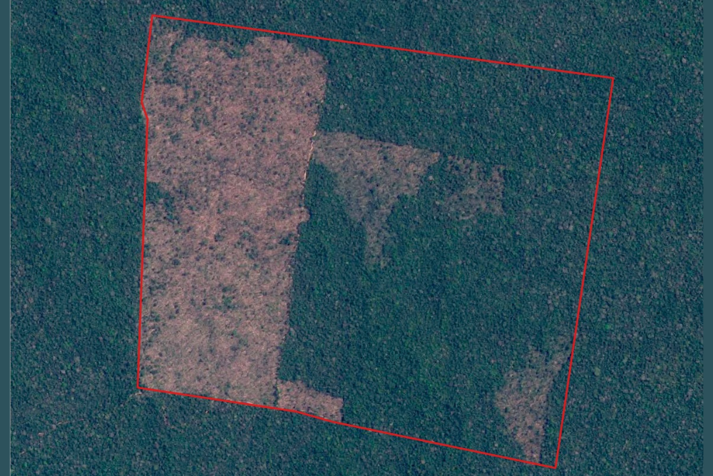 Ibama flagra desmatamento de 600 hectares em Boca do Acre