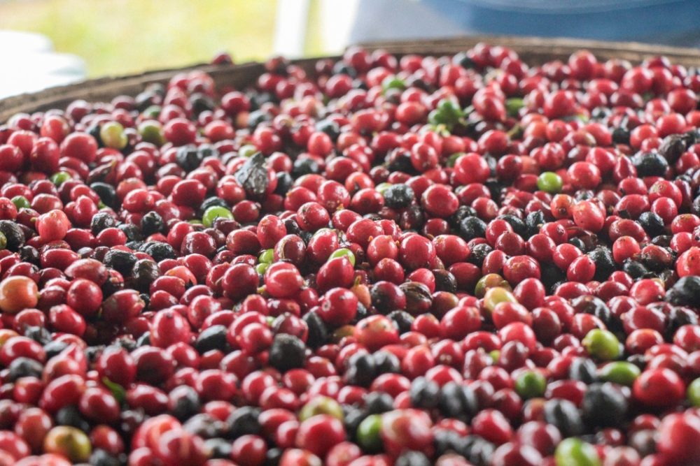 Dia Internacional do Caf&eacute;: Amazonas produziu 698 toneladas de caf&eacute; no &uacute;ltimo ano