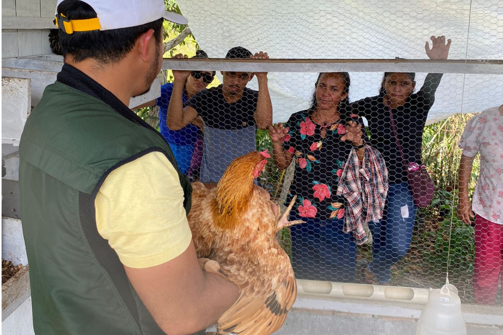 Produtores do AM são orientados sobre manejo adequado de aves durante a estiagem Produtores do AM são orientados sobre manejo adequado de aves durante a estiagem
