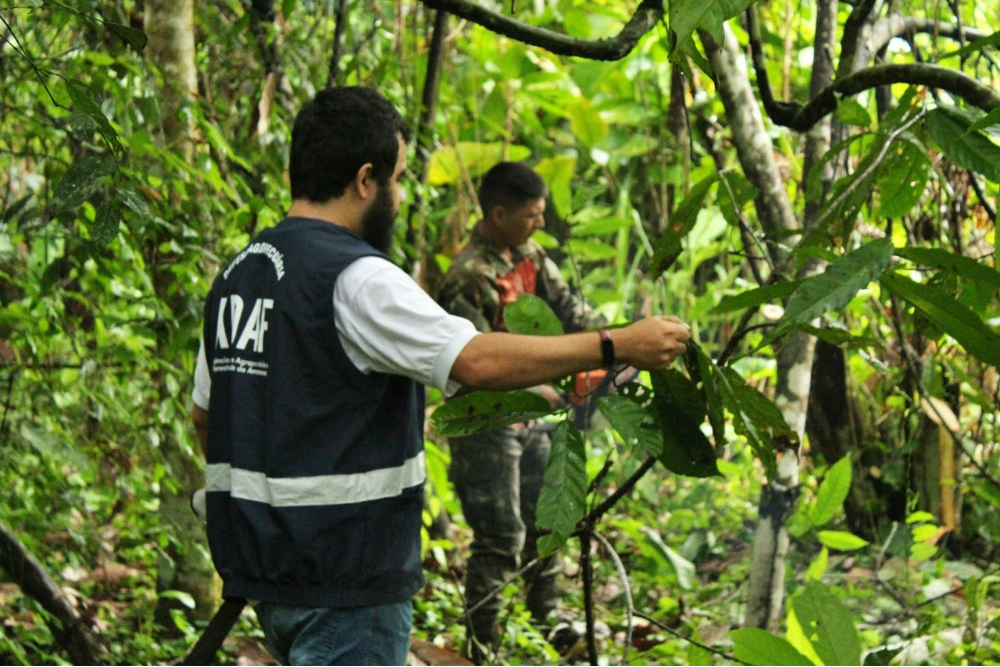 Em Semana de Agronomia, Adaf destaca a&ccedil;&otilde;es de erradica&ccedil;&atilde;o da monil&iacute;ase no Amazonas