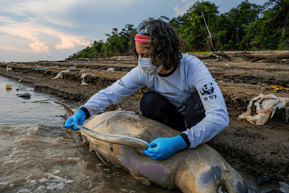 Mais duas carcaças de botos são encontradas no Lago Tefé Mais duas carcaças de botos são encontradas no Lago Tefé
