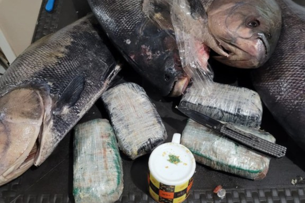 PF apreende cocaína dentro de peixes congelados no interior do AM PF apreende cocaína dentro de peixes congelados no interior do AM