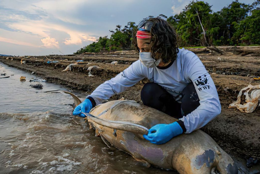 Alta temperatura pode ser a causa da morte de mais de 125 botos no Lago Tefé Alta temperatura pode ser a causa da morte de mais de 125 botos no Lago Tefé