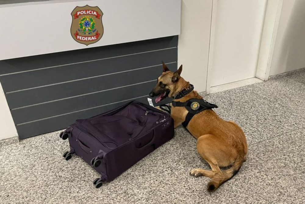 Casal de Manaus é preso tentando embarcar cocaína para a Europa Casal de Manaus é preso tentando embarcar cocaína para a Europa