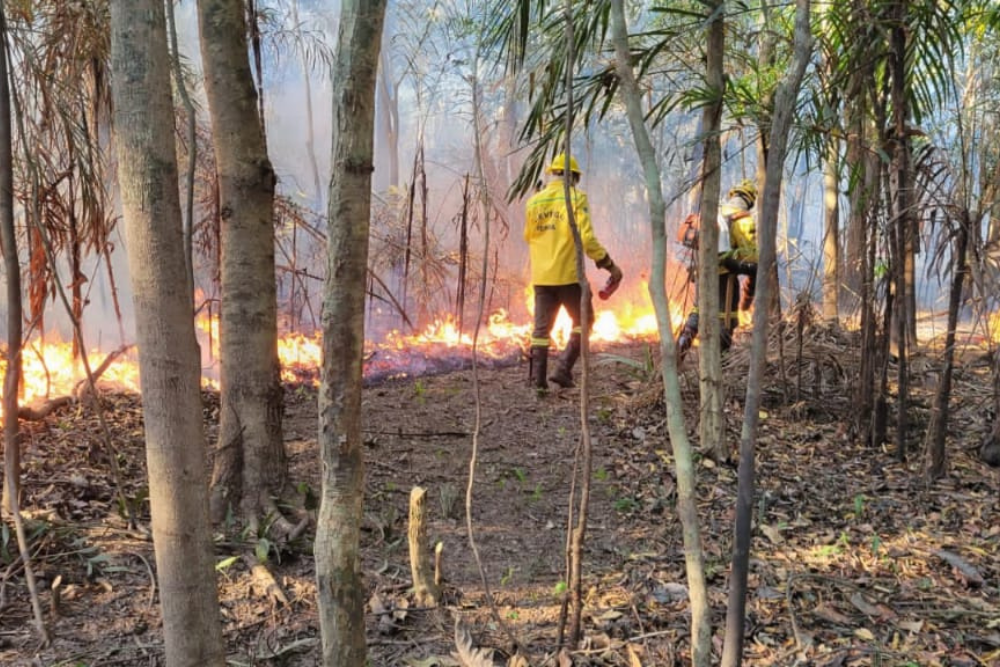 Equipe do Ibama consegue extinguir 'cabe&ccedil;a' do inc&ecirc;ndio em Iranduba