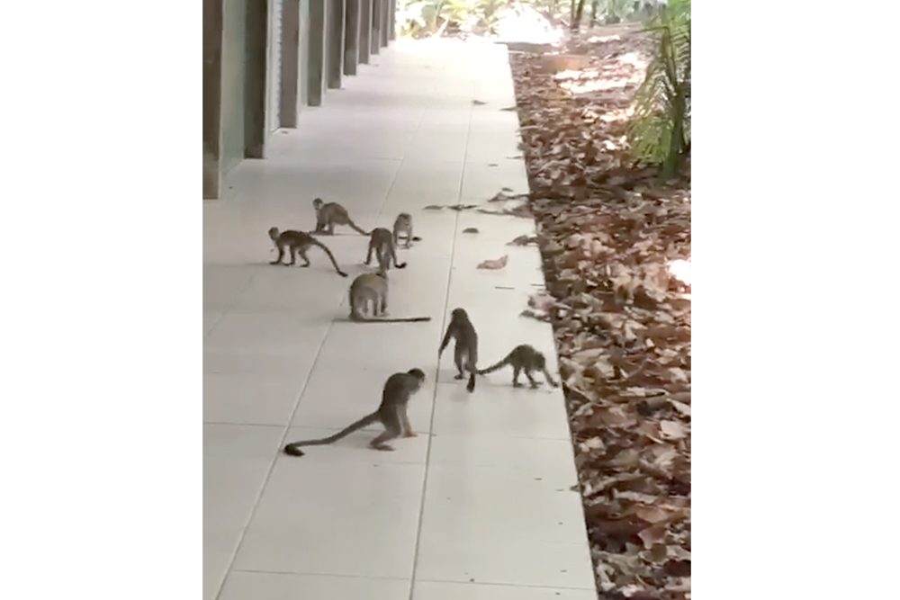 Macaquinhos invadem varanda