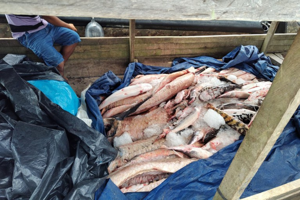 PF apreende mais de 512 kg de pirarucu ilegal em Tabatinga PF apreende mais de 512 kg de pirarucu ilegal em Tabatinga