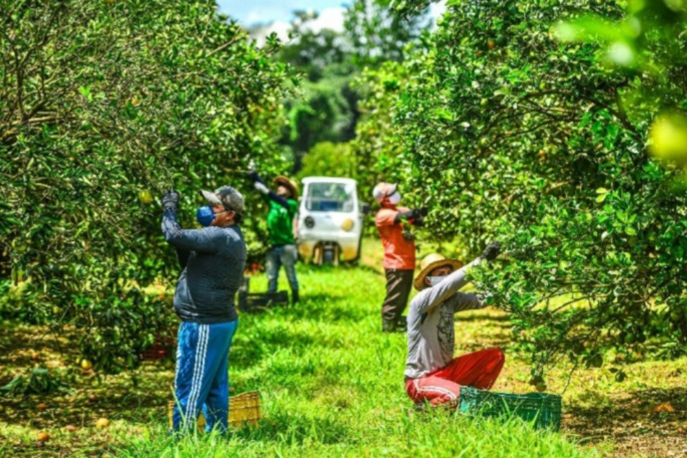Sepror e Embrapa promovem workshop de cadeias produtivas com foco na citricultura